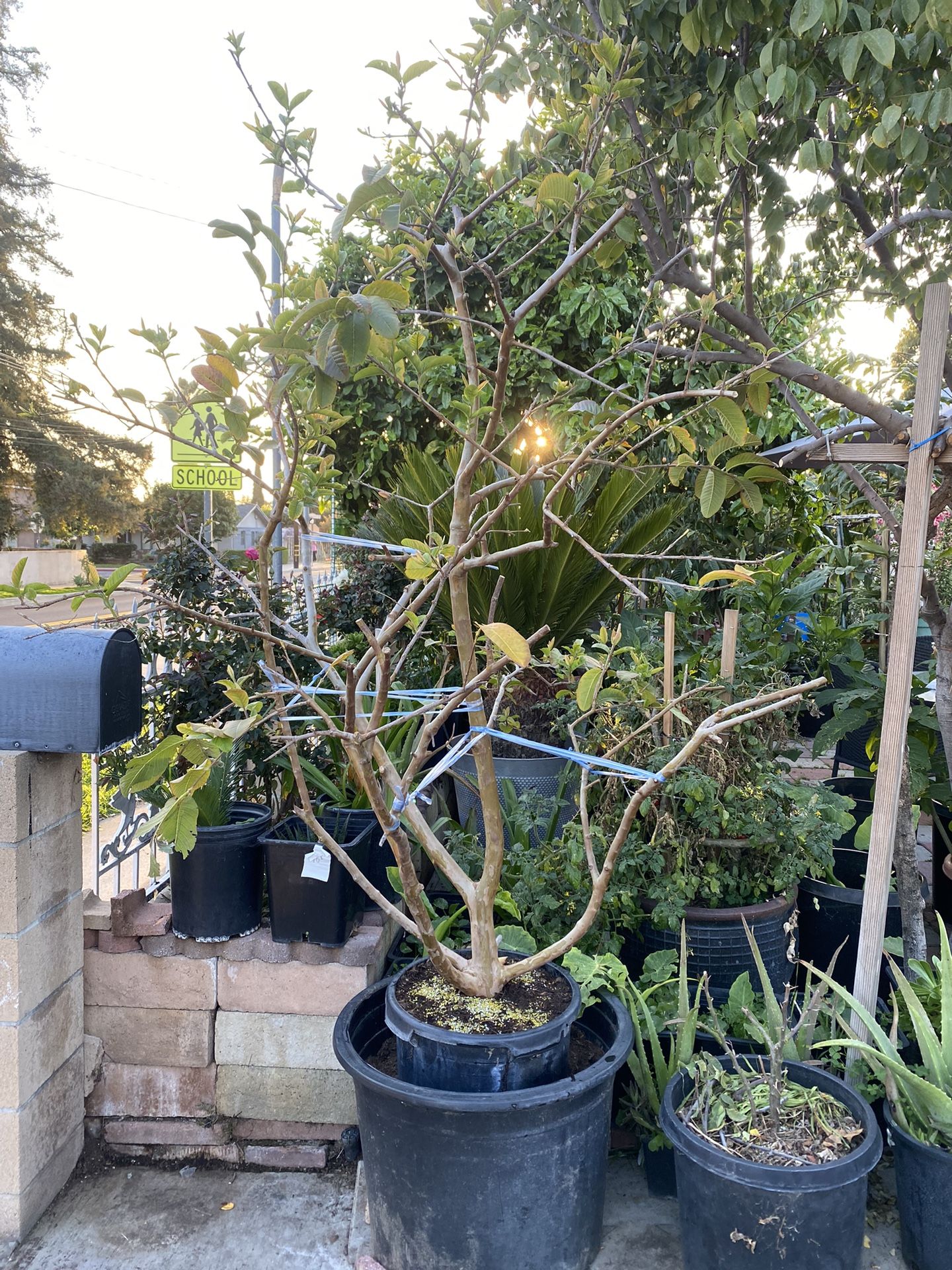 Guava Tree For Sale