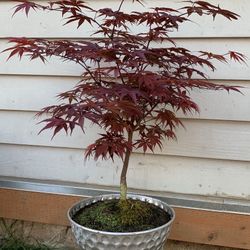 Bonsai, Japan Maple 26 inches