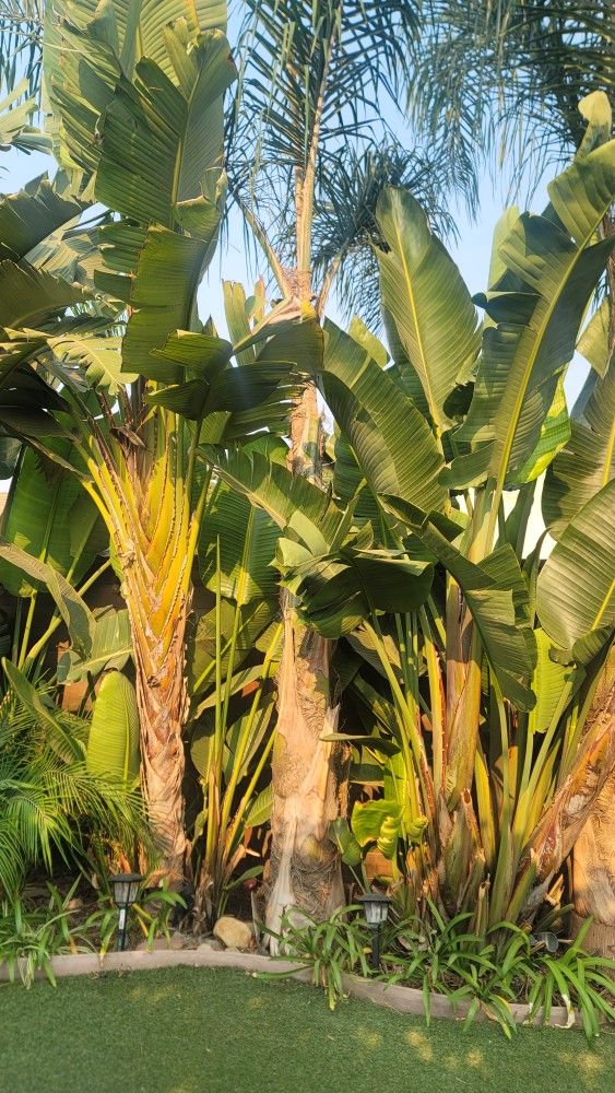 3 Queen Plam Trees(150 for 3)