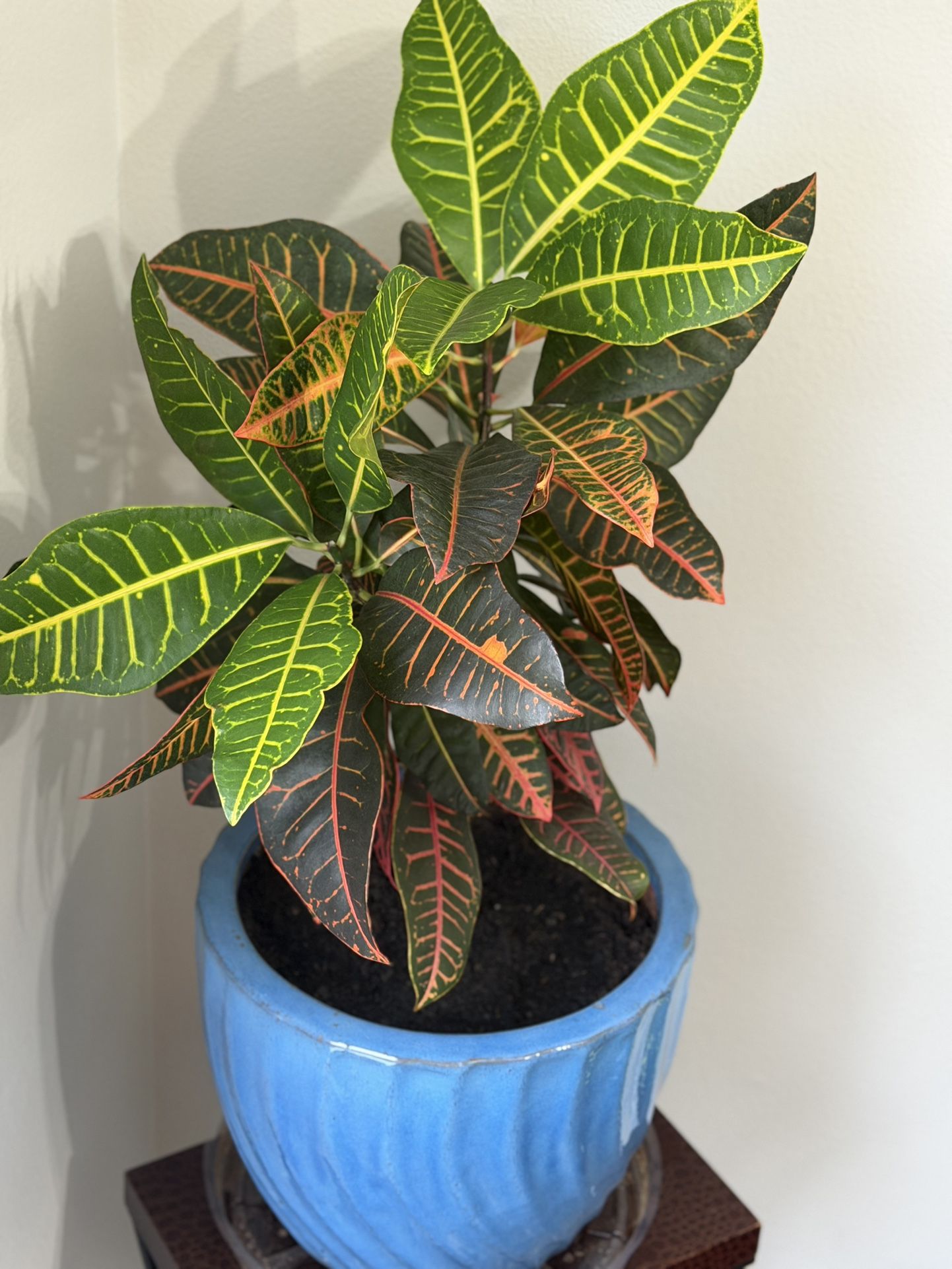 Live Healthy Croton Plant