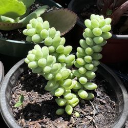 Cactus And Succulents 4”pot