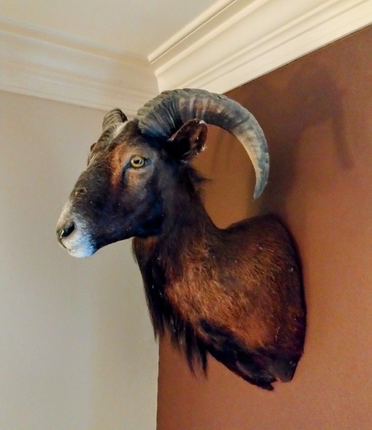 Corsican Ram Mount