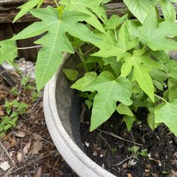 Papaya 20 Inches 