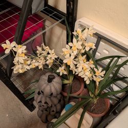 Faux Cymbidium Orchid Plants - Set of 2