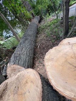 Red oak wood