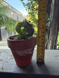 Hindu Rope Hoya (Hoya carnosa compacta)