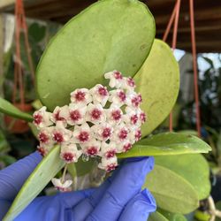 Blooming Hoya Ovobata Indoor Or Outdoor Plant, In 6 Inch Pot Pick Up Only
