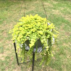 Oudoor Plant