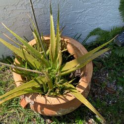 Large Terra Cotta Pot With Aloe