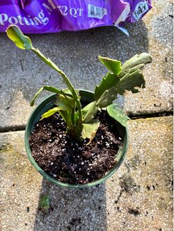 Christmas Cactus (Schlumbergera truncata)