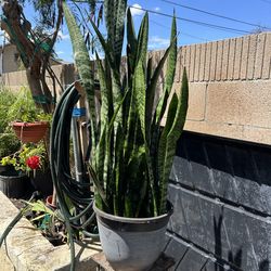 Snake plant