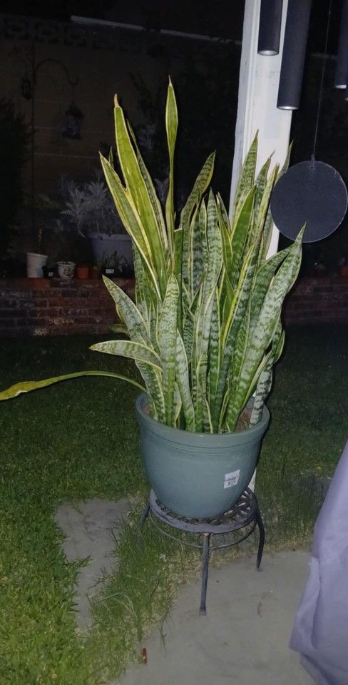 **LIVE PLANT** SNAKE PLANT
