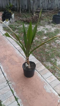 Queen Emma Crinum Lily Plant For Sale In West Palm Beach Fl Offerup