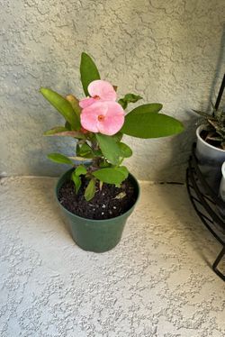 Medium Flower Crown  Of  Thorns Plant 