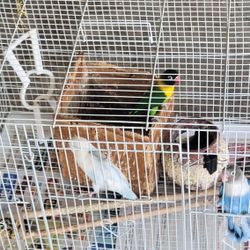 Bird Cage