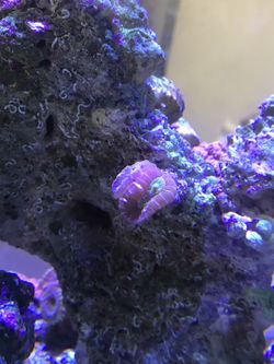 Candy cane coral