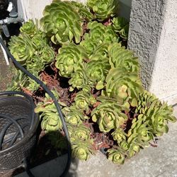 Free Succulent