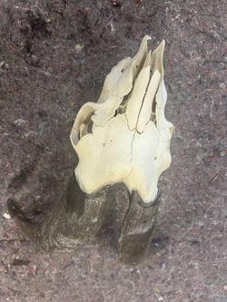 Goat Skull