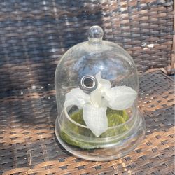 Preserved Orchid In glass cloche On Moss Bed 