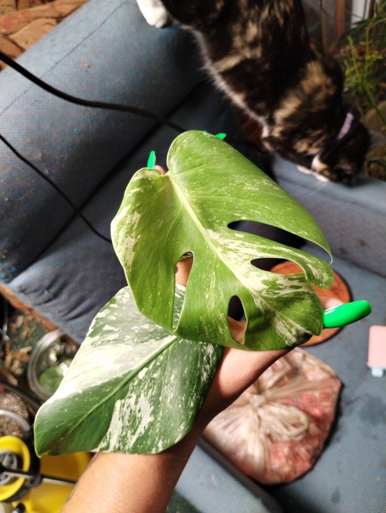 Monstera Albo Top Cutting With Root