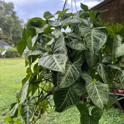 Beautiful Hanging Baskets 
