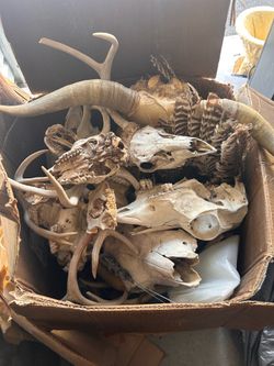 Animal skulls