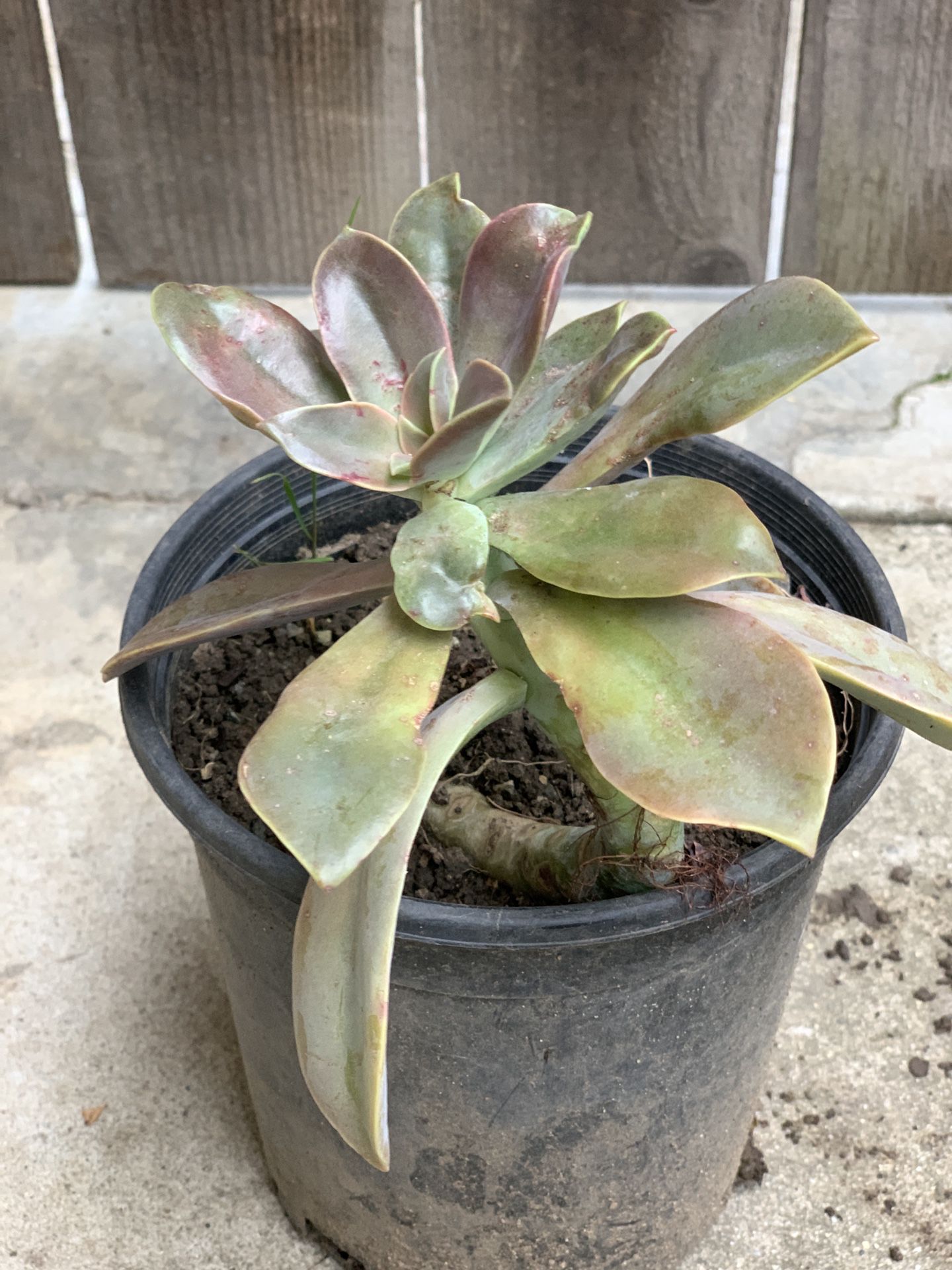 Graptoveria 'Fred Ives' Succulent in 1 Gallon Pot Cash Only 