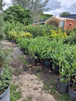 Clusia hedges on sale now $4.50