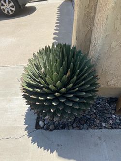 Beautiful Large Agave Plant in Metal Pot