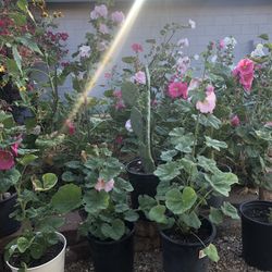 Last Chance! Hollyhock Flower Plants (Light Pink & Dark Pink)