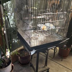 Bird Cage