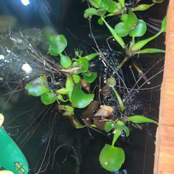 want to buy Koi’s Fish