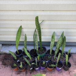 **$1 to $3* Snake Plants in Various Sizes Sansevieria, Mother-in-law’s Tongue - Info Below ⬇️