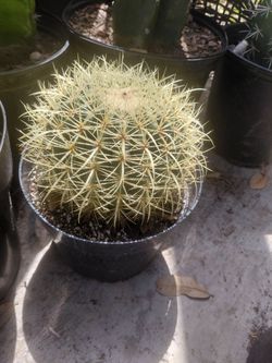 Golden Barrel Cactus