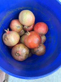 Pomegranates/Granadas 15 for $12