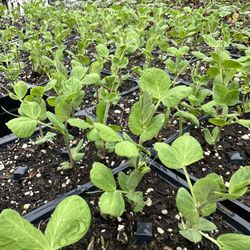  PEA PLANTS 💯 ORGANIC Beautiful GRERN BEAUTY purple flowers
