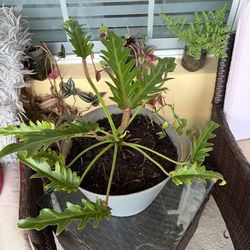 large plant