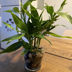 Lucky Bamboo Decor