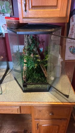 Large reptile terrarium tank