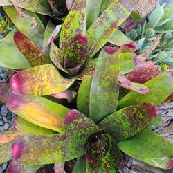 Bromeliads