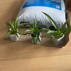 Natural Air Filter For Sale