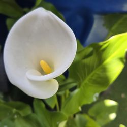 Plant 