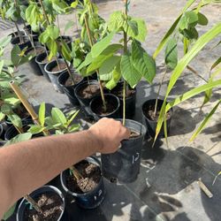 Cherimoya Seedling 
