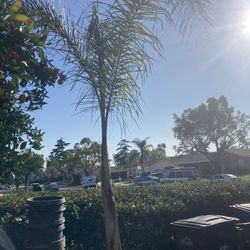Palm Tree 