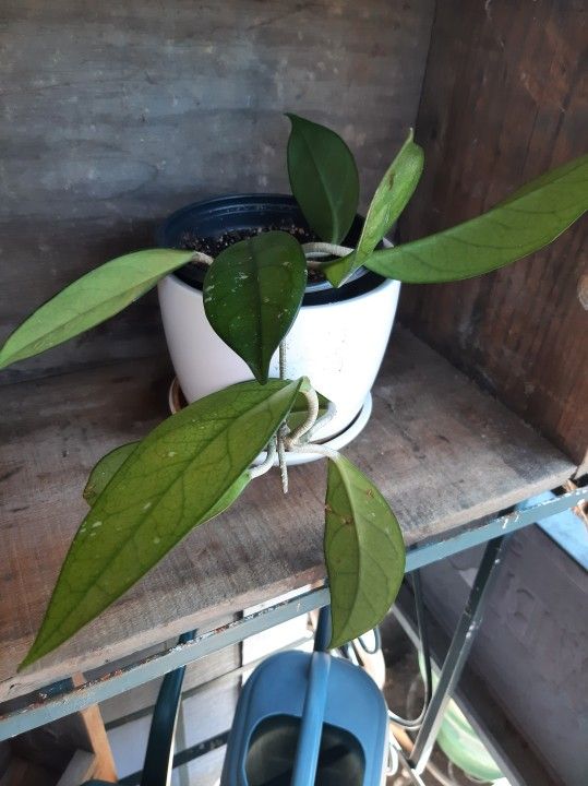 House Plants $3 And Up. Several To Choose From