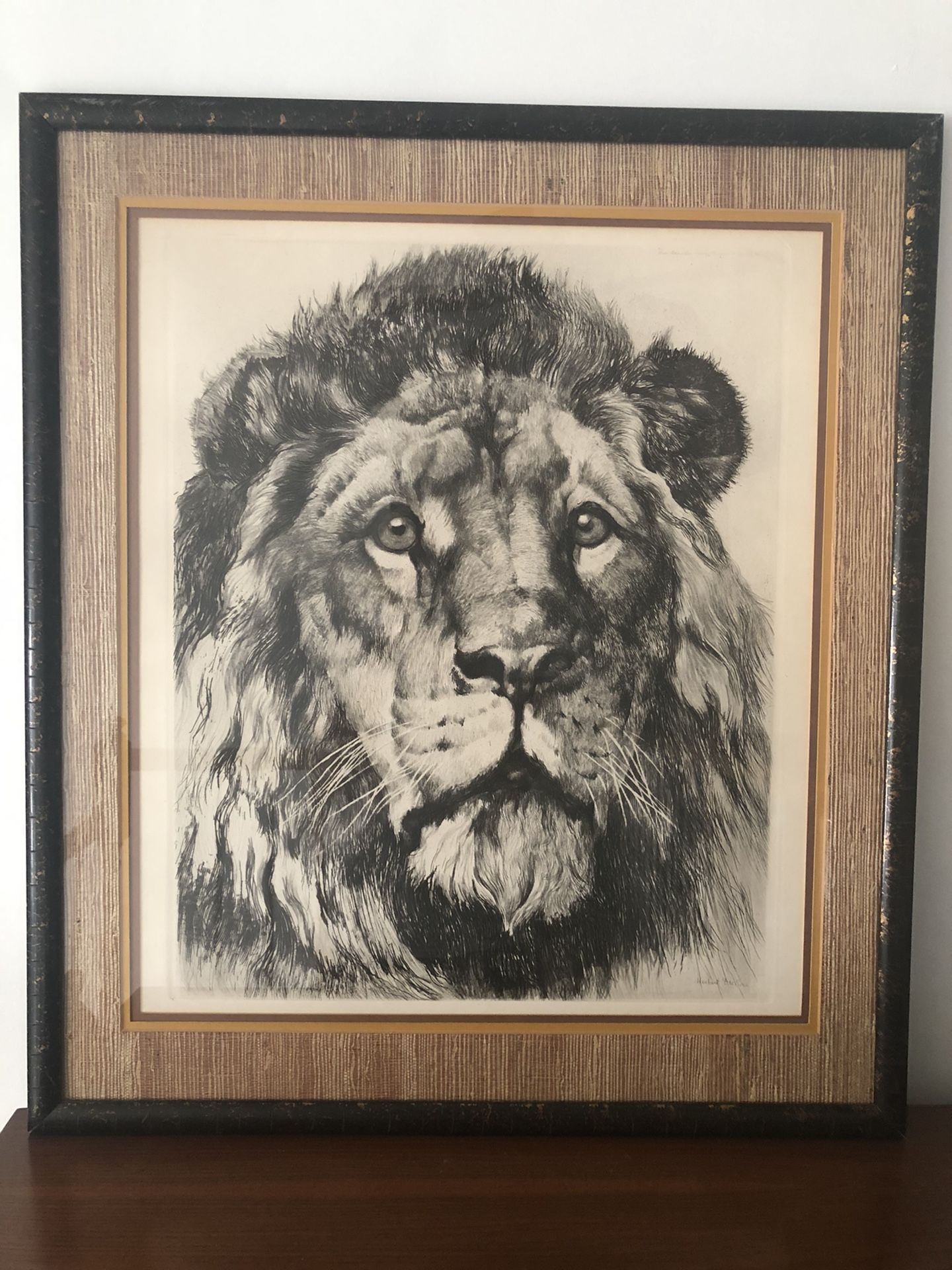Framed Signed Lion Print