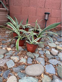 (7) American Century Plants $45