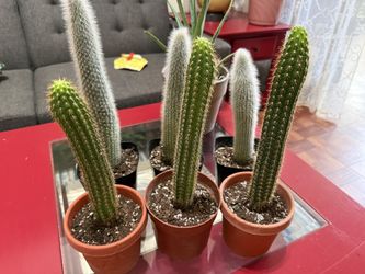 ❤️Silver Torch & Golden Torch CACTUS🌵❤️5” pot $10 Each