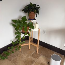 Plant Stand And Plants 