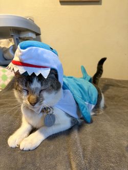 Halloween costume for animals
